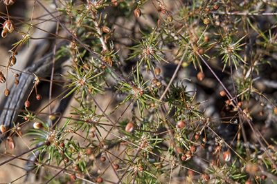 Pharnaceum aurantium, photographed by Deon van Eeden