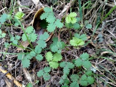 Acaena juvenca, photographed by John Barkla