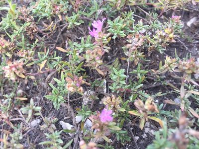 Thymus calcareus, photographed by Елена Патерикина