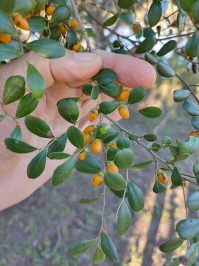 Diospyros humilis, photographed by Tony van Kampen