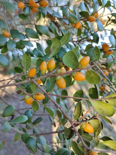 Diospyros humilis, photographed by Tony van Kampen
