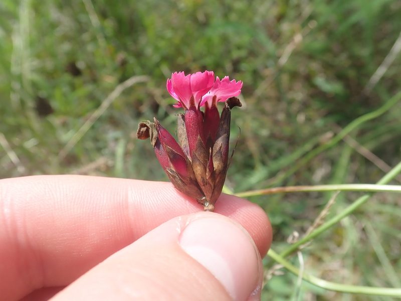 Dianthus giganteus, photographed by Matteo Marcandella