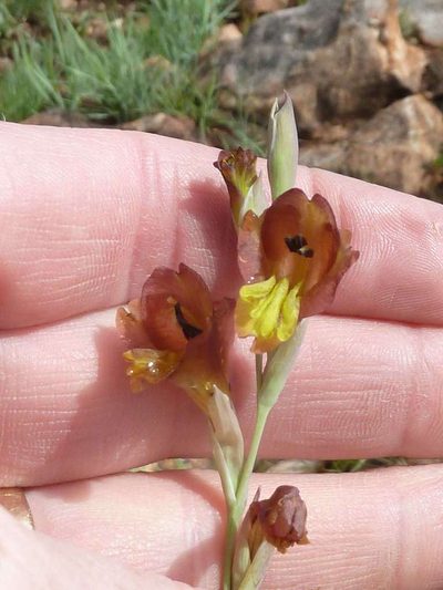 Gladiolus woodii, photographed by Andrew Hankey