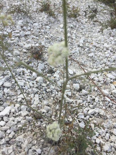 Pimpinella tragium, photographed by Елена Патерикина