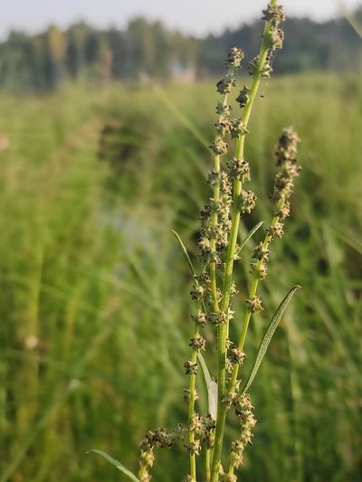 Atriplex laevis, photographed by Юлия