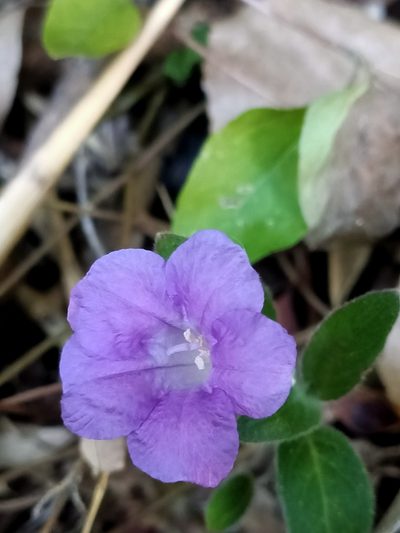 Ruellia longepetiolata, photographed by Isaiah Findley