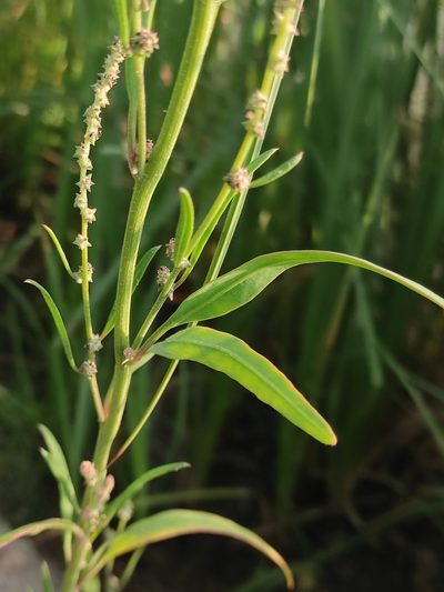 Atriplex laevis, photographed by Юлия