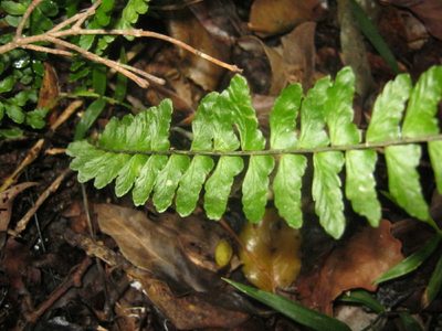 Asplenium lunulatum, photographed by Di Turner