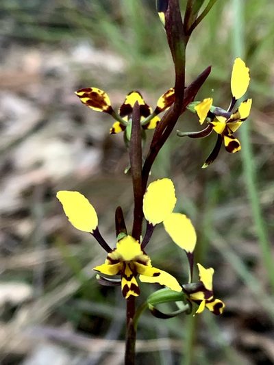 Diuris maculata, photographed by Lukas Clews