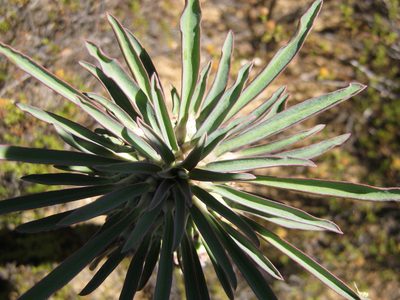 Euphorbia clandestina, photographed by Di Turner