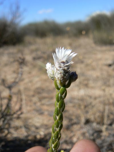 Lachnospermum imbricatum, photographed by Jacques van der Merwe