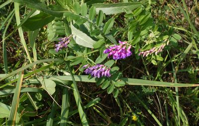 Vicia amoena, photographed by Oleg Kosterin