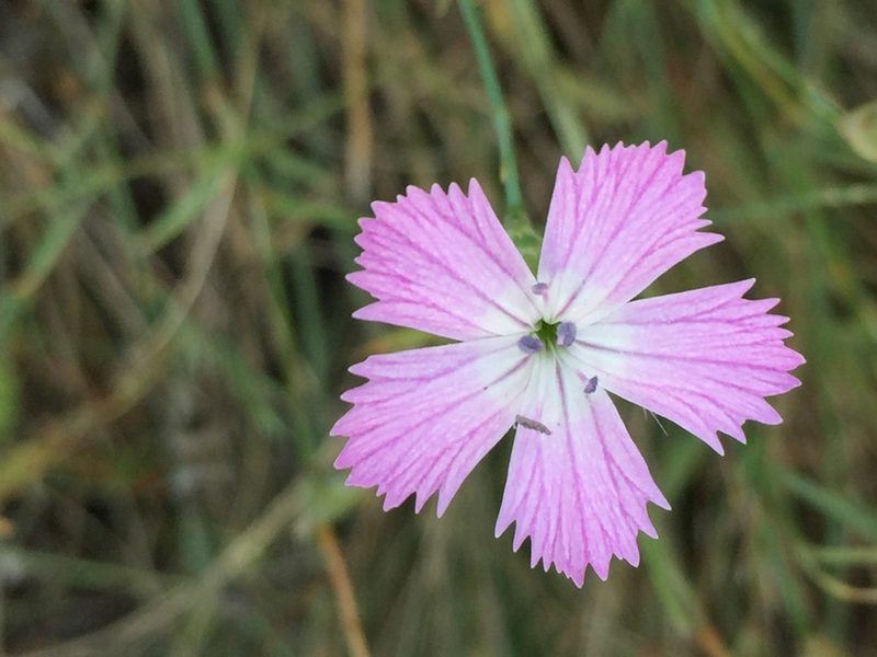 Dianthus campestris, photographed by Елена Патерикина