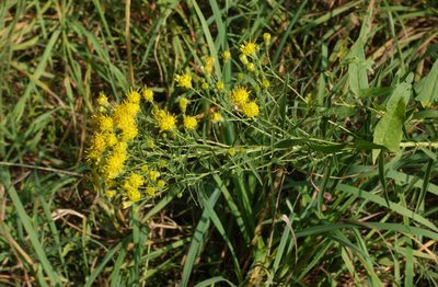 Galatella biflora, photographed by Oleg Kosterin