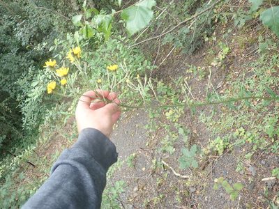 Hieracium sabaudum, photographed by Matteo Marcandella