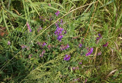 Vicia amoena, photographed by Oleg Kosterin