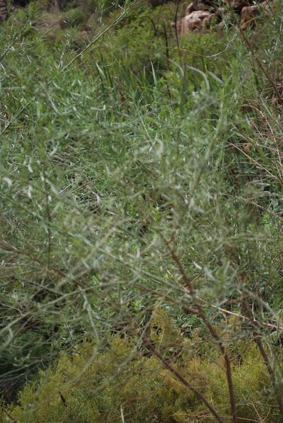 Psoralea prompta, photographed by Charles Stirton