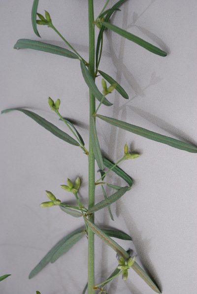 Psoralea prompta, photographed by Charles Stirton