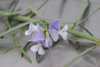 Psoralea prompta, photographed by Charles Stirton