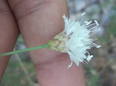 Cephalaria leucantha, photographed by Ben Costamagna