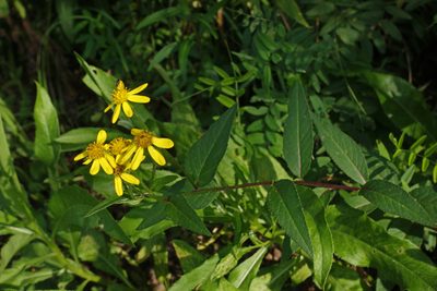 Senecio nemorensis, photographed by Oleg Kosterin