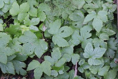 Rubus humulifolius, photographed by Nina Filippova