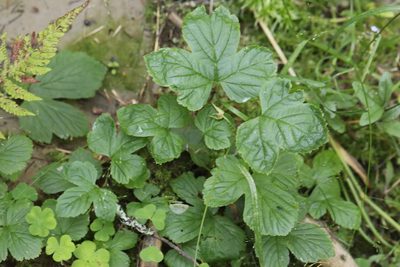 Rubus humulifolius, photographed by Nina Filippova