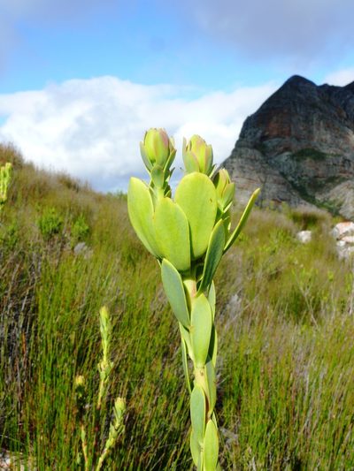 Leucadendron immoderatum, photographed by Tony Rebelo