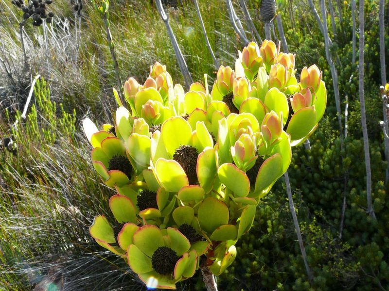 Leucadendron immoderatum, photographed by Tony Rebelo