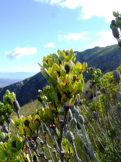 Leucadendron immoderatum, photographed by Tony Rebelo