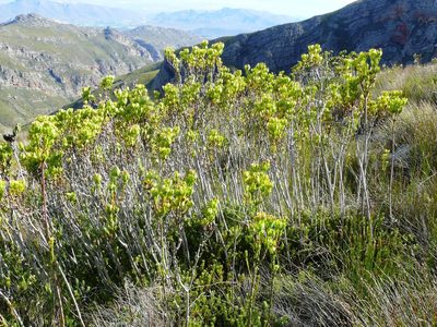 Leucadendron immoderatum, photographed by Tony Rebelo
