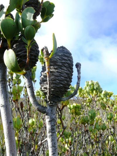 Leucadendron immoderatum, photographed by Tony Rebelo