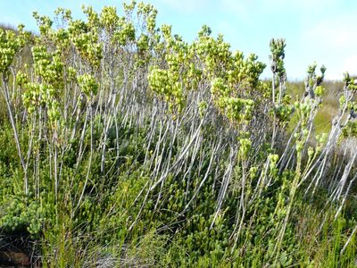 Leucadendron immoderatum, photographed by Tony Rebelo