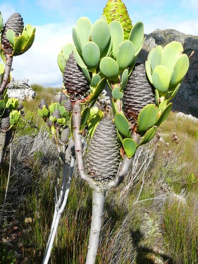 Leucadendron immoderatum, photographed by Tony Rebelo