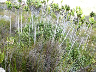 Leucadendron immoderatum, photographed by Tony Rebelo