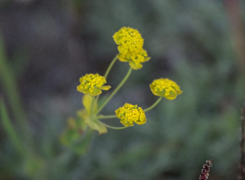 Bupleurum multinerve, photographed by Pavel Komkov