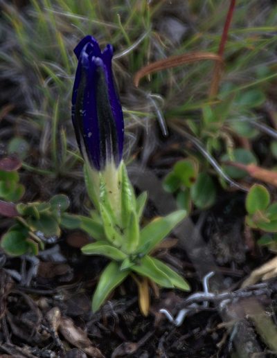 Gentiana grandiflora, photographed by Pavel Komkov
