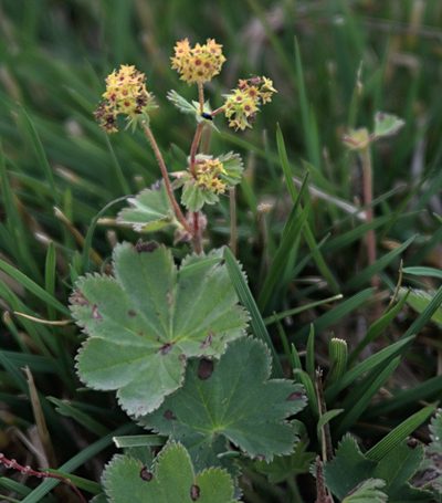 Alchemilla hirsuticaulis, photographed by Pavel Komkov