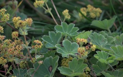 Alchemilla hirsuticaulis, photographed by Pavel Komkov