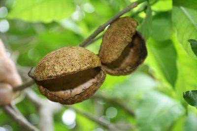 Tabernaemontana tomentosa, photographed by Viacheslav Shalisko