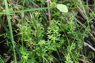 Galium uliginosum, photographed by Nina Filippova