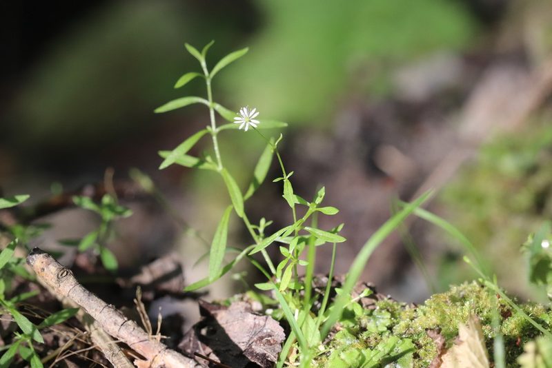 Stellaria longifolia, photographed by Nina Filippova