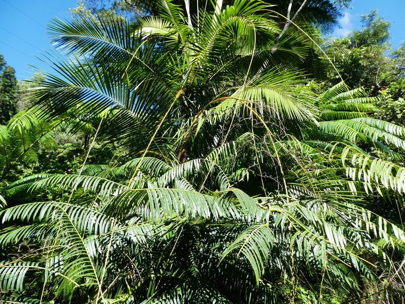 Calamus radicalis, photographed by Steve Fitzgerald