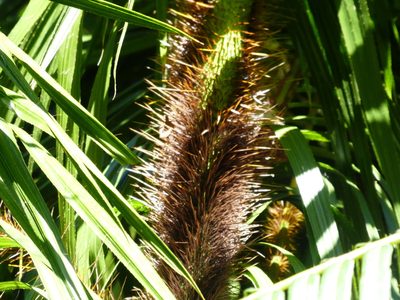 Calamus radicalis, photographed by Steve Fitzgerald