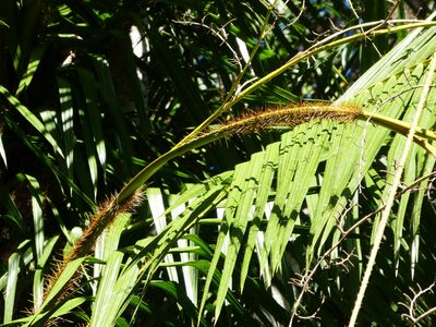 Calamus radicalis, photographed by Steve Fitzgerald