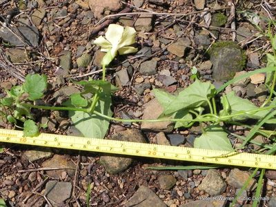 Thunbergia neglecta, photographed by Peter Warren
