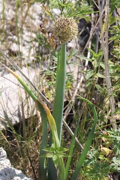 Allium cepa, photographed by Nina Filippova
