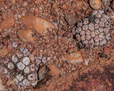 Conophytum comptonii, photographed by magriet b