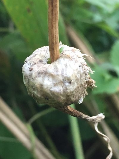 Allium sativum, photographed by Елена Патерикина