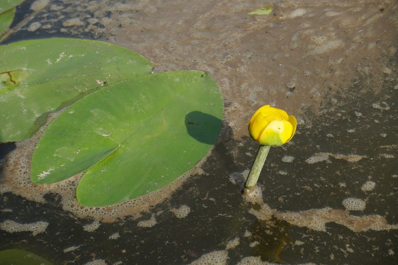 Nuphar pumila, photographed by Oleg Kosterin